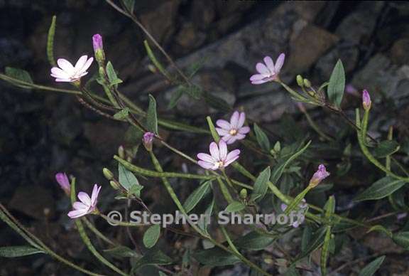 epilobium minutum 1 graphic